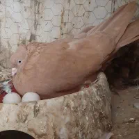 کبوتر آبادانی