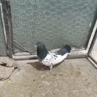 کله دم سبز|پرنده|کبودرآهنگ, |دیوار