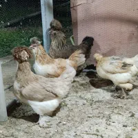 تخممرغ نطفه دار نژاد سلطان ۲۰تومن