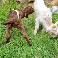 بزغاله شیری ( کهره )