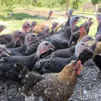 ۳۰عدد بوقلمون ۲۱عدد مرغ