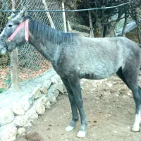 کره مادیان ۱۹ماهه ترکمنی