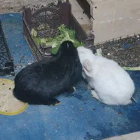 واگذاری خرگوش