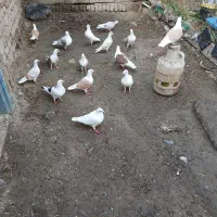 دوبرآلمانی|پرنده|فیروز, |دیوار