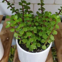 بنجامین ،اریکا|گل و گیاه طبیعی|یزد, |دیوار