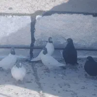 دورح‌ودم‌سفید