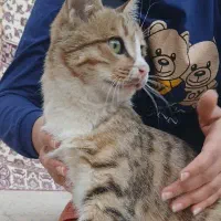 گربه|گربه|تربت جام, المهدی|دیوار