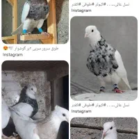 طوقی سورور کاکلی گم شده نر و ماده