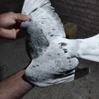 جوانه هفرنگ دم سفید|پرنده|سبزوار, ابارش|دیوار