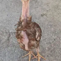 جوجه لاری نژاد اوشامو