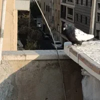 کفتر|پرنده|تهران, مسعودیه|دیوار