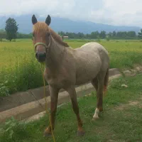 نریان ابرش جوان