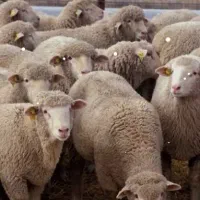 گوسفند جهت قربانی چناران