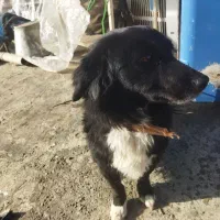 سگ پا کوتاه ماده