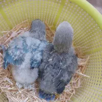 کوتوله سرلاکی ابی