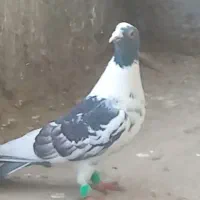 تعدادی گنگستر