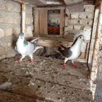 کفتر سینه دمپاک|پرنده|اصفهان, تیران|دیوار
