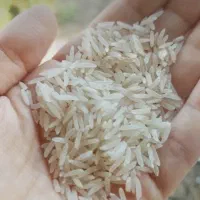 برنج فجر سوزنی|خوردنی و آشامیدنی|تهران, تهرانسر غربی|دیوار