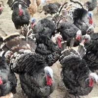 بوقلمون|حیوانات مزرعه|مشگین شهر, |دیوار