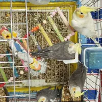 عروس هلندی|پرنده|آوج, |دیوار