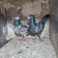 کبوتر آلمانی زات دار