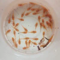 ماهی کت پوزه بوته ای سوپر باله البینو