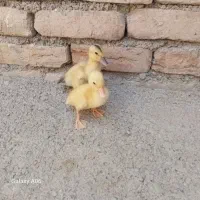 اردک