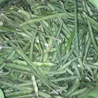 لوبیا سبز زرین آباد|خوردنی و آشامیدنی|زرین آباد, |دیوار