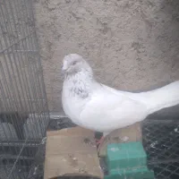 کبوتر نر