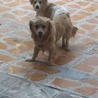 سگ پشمالو نر و ماده