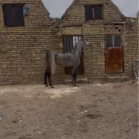 مادیون عرب یک سر