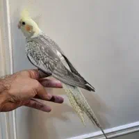 عروس هلندی ماده
