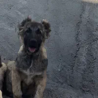 سگ سرابی اصیل