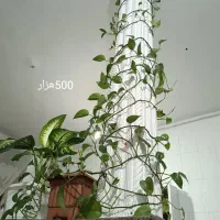 گل های طبیعی وسرحال|گل و گیاه طبیعی|کرمانشاه, |دیوار