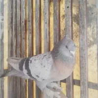 سوسنی ونکی|پرنده|شیراز, نیستان|دیوار