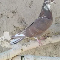 کبوتر|حیوانات|ملایر, |دیوار