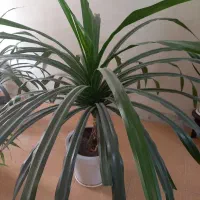 فروش گل خانگی