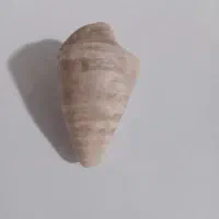 فسیل خیلی قدیمی