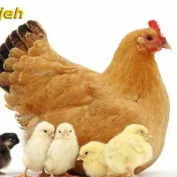 تخم مرغ محلی