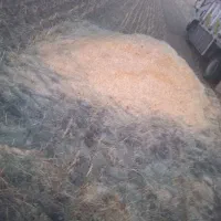 ۴۰تن کاه برای فروش دارم