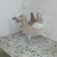 کبوتر نروماده کرم