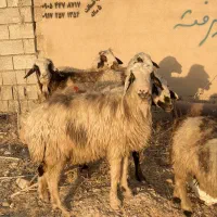 1۸راس میش داشتی|حیوانات مزرعه|شیراز, کرونی(خاتونک)|دیوار