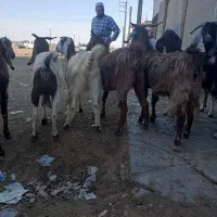 10راس بزجوان