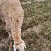 فروش شیشک برای قربانی یا دامازدخ|حیوانات مزرعه|قشلاق دشت, |دیوار