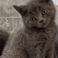 حیوانات تربیت شده|گربه|سنندج, |دیوار