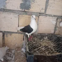 کبوترجفتگاه