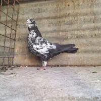 کفتر ۴تا غریب گیری|پرنده|ری, ولی آباد|دیوار