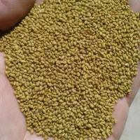 خرید وفروش بذر شبدر و یونجه