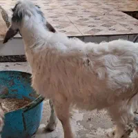 سه عدد بز نر ماده|حیوانات مزرعه|بندر ماهشهر, |دیوار