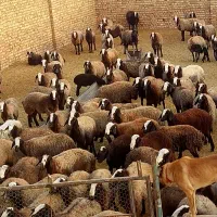 شیشک میش های شالی درجه یک|حیوانات مزرعه|اسفرورین, |دیوار